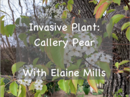 Invasive Plant: Callery Pear with Elaine Mills