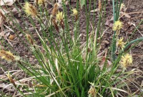 Carex pensylvanica (Pennsylvania sedge)