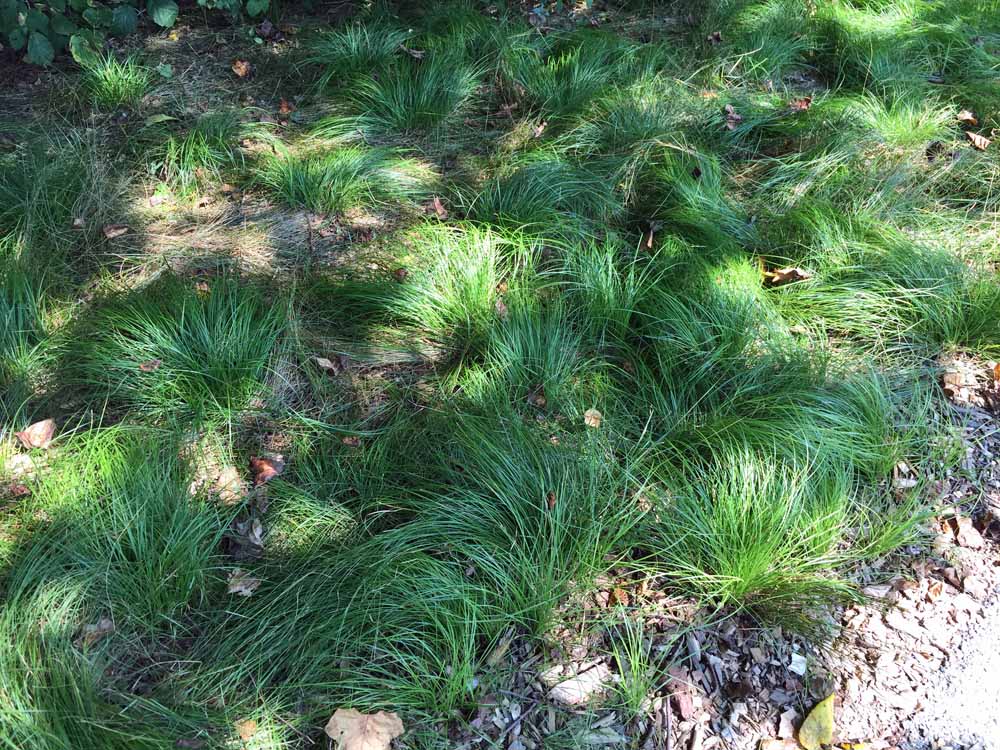 Carex pensylvanica in August