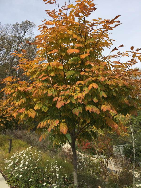 Yellowwood (Cladrastis kentukea) tree in fall