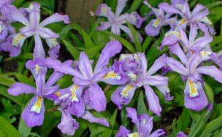 Iris cristata (dwarf crested iris) en masse in April.