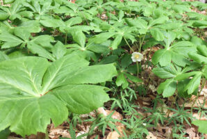 Podophyllum peltatum (mayapple) en masse at the U.S. National Arboretum in April.