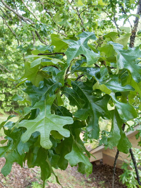 Post oak leaves