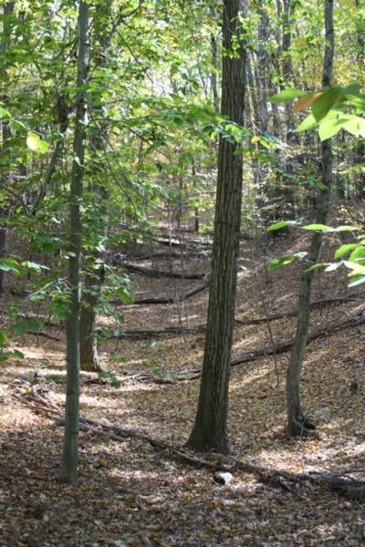 Fallen logs arranged in a zig zag pattern