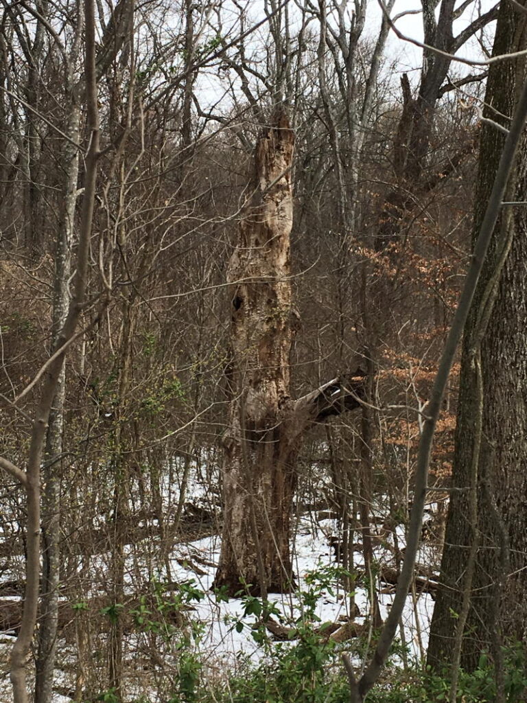 Snag in winter