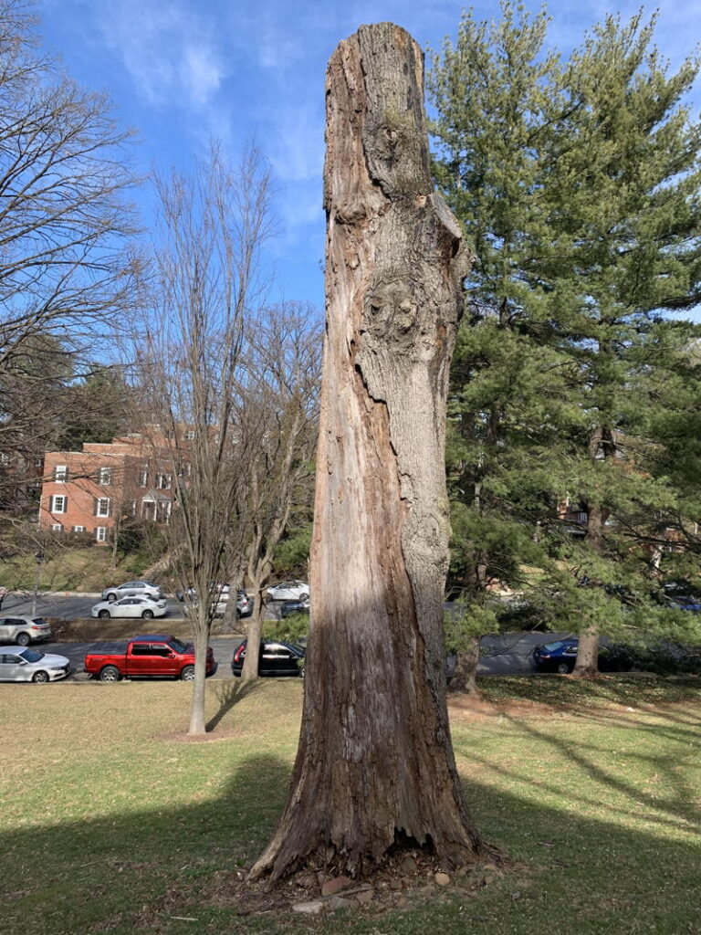 Snag left standing on Columbus St. in the Fairlington Villages condo association in Arlington. 