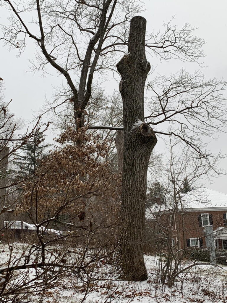 Snag in winter