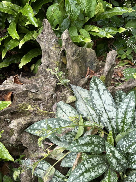 Stump with plants
