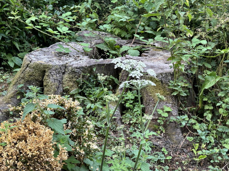 Stump with plants