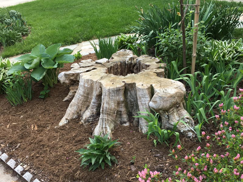 Stump with hollow