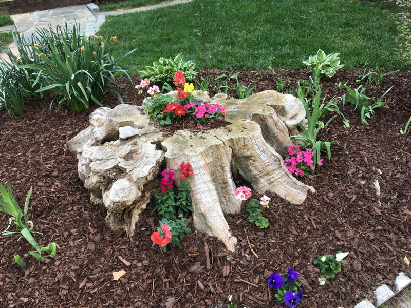 Stump with hollow filled by flowering plants
