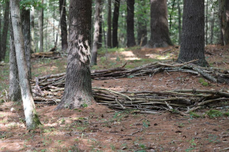 Fallen twigs and branches woven together as edging 