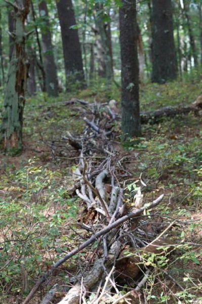 Fallen twigs and branches woven together as edging