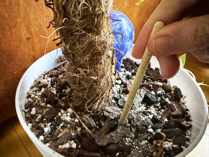 Chopstick in soil next to plant