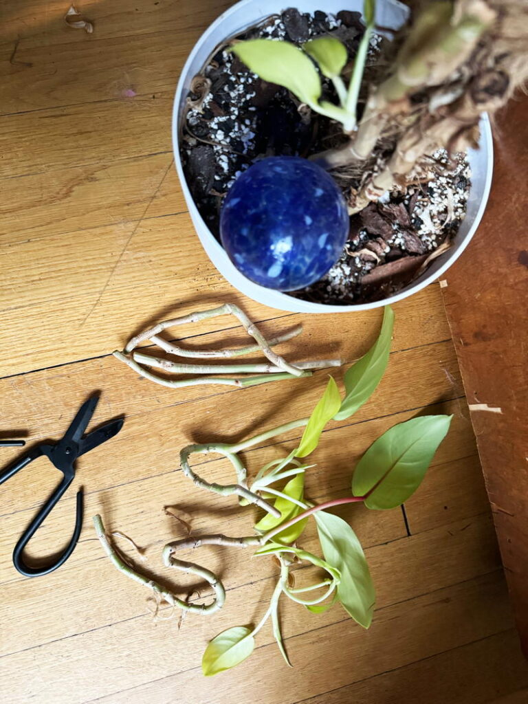 Cut stems ready to plant