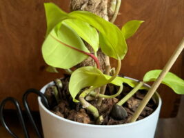 Orchid bark supports planted cuttings