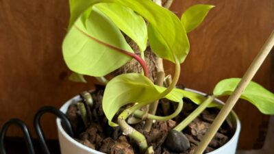 Orchid bark supports planted cuttings