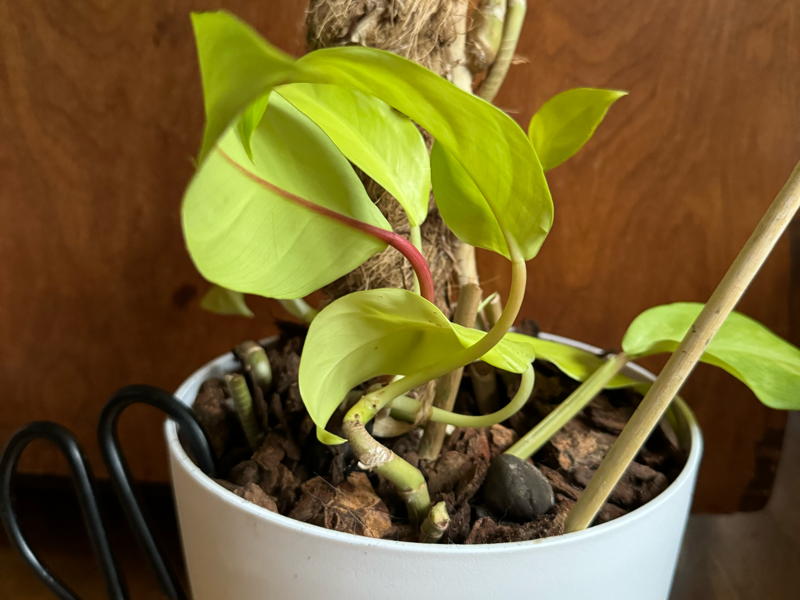 Orchid bark protects the cuttings