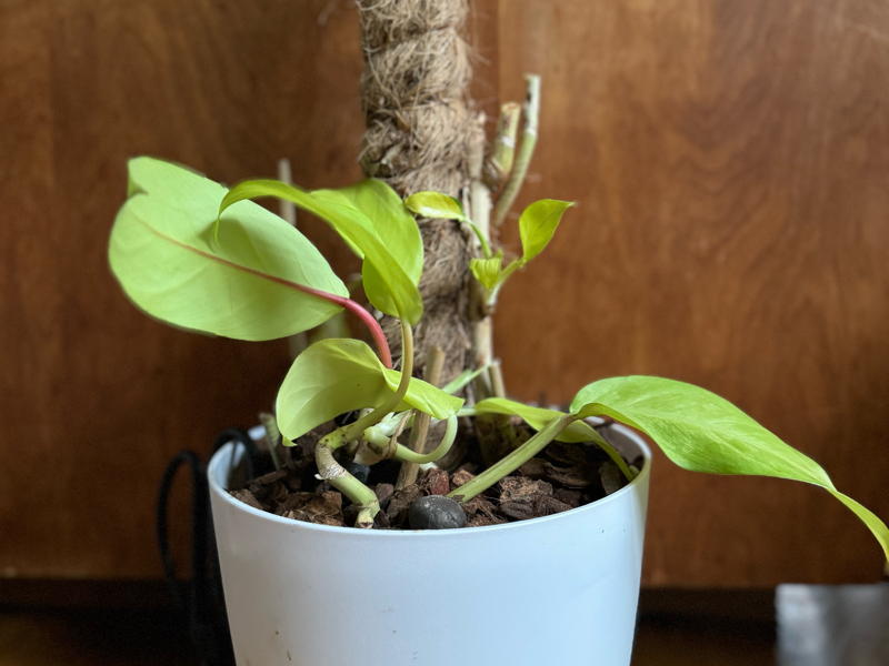 finished plant with new cuttings in place