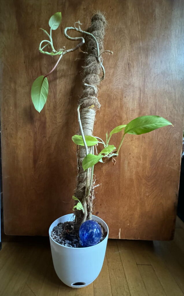 plant without many leaves