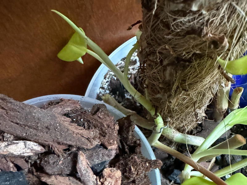 Orchid bark and plant