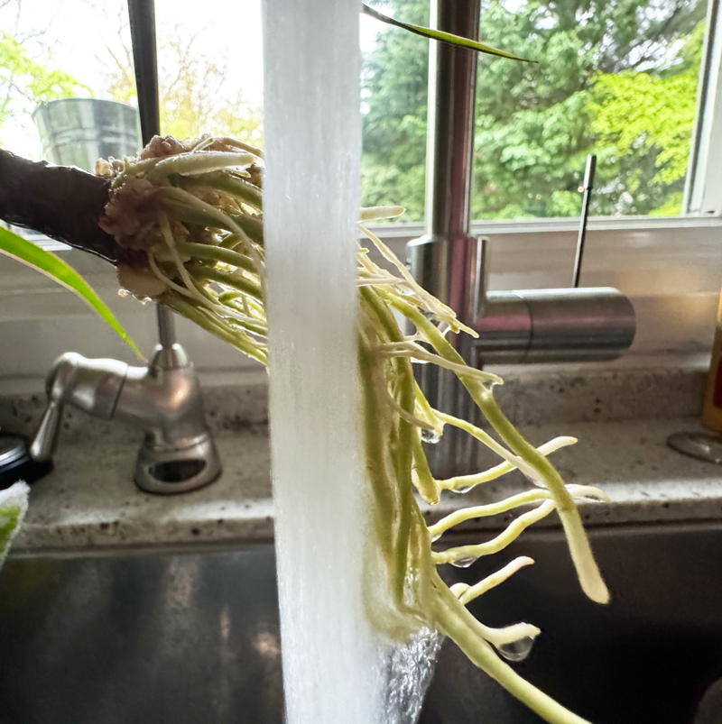 Rinsing roots propagated in water