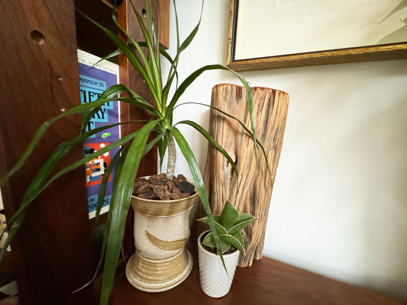 repotted plant on shelf