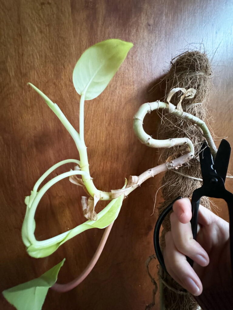 straggly stem with scissors