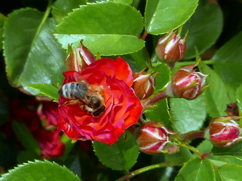 Apis melliffera (European honey bee) on rose
