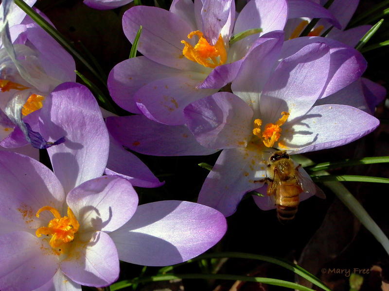 Apis melliffera (European honey bee) on crocus