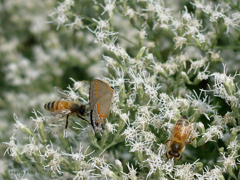 Apis mellifera (European honey bee) on hyssop-leaf thoroughwort.