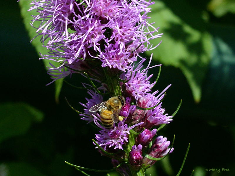 Apis mellifera (European honey bee) on blazing star