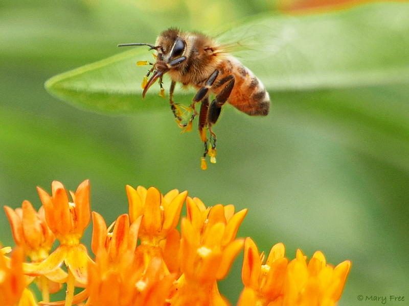 Apis mellifera (European honey bee) hovering over butterfly-weed.