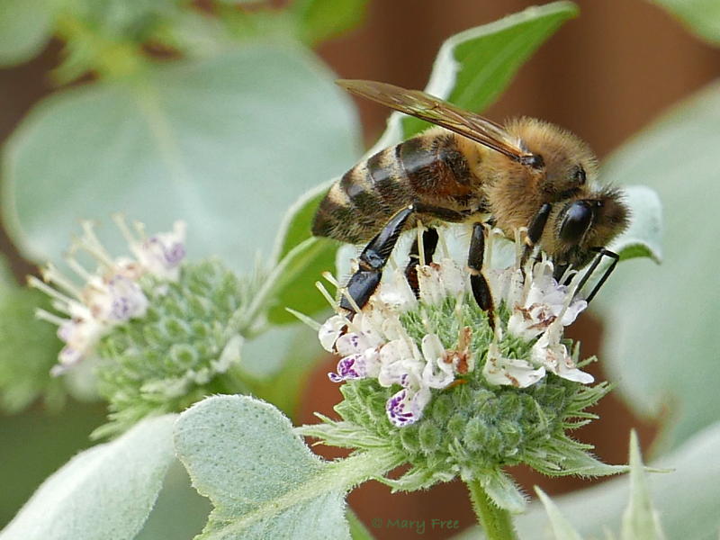 Apis mellifera (European honey bee) on mountain mint.