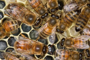 European Honey Bee Drones & Workers in hive
