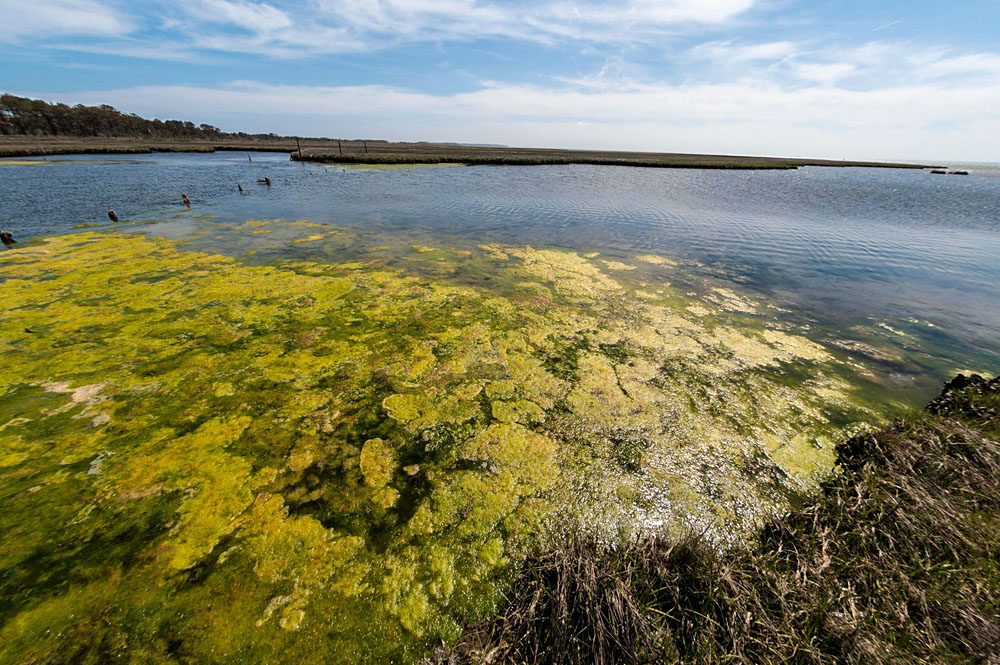 Assateague Island National Seashore, Maryland algae bloom from nutrient pollution. Courtesy Eric Vance, U.S. EPA
