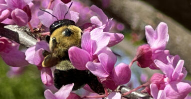 Carpenter bee feeding on Cercis canadensis (eastern redbud) flowers in April