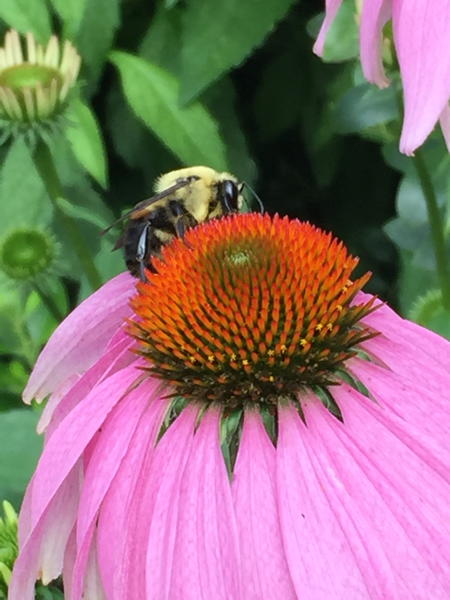 Species coneflower provide nectar and pollen
