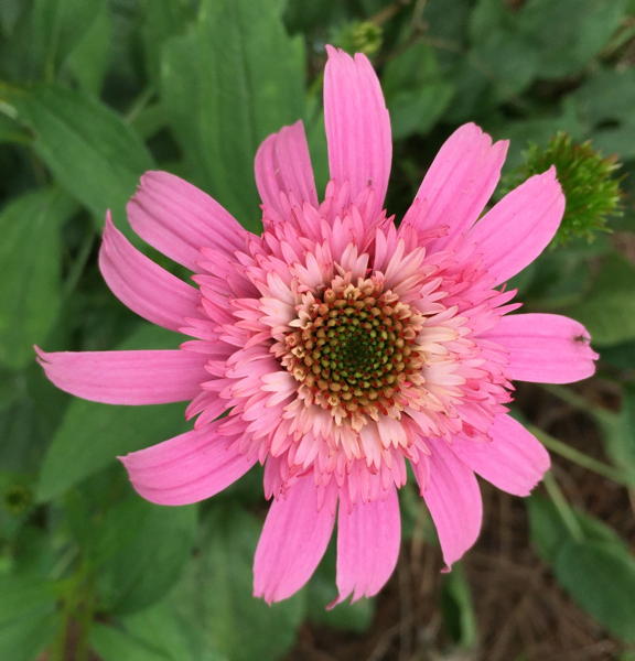 Double-flowered coneflower