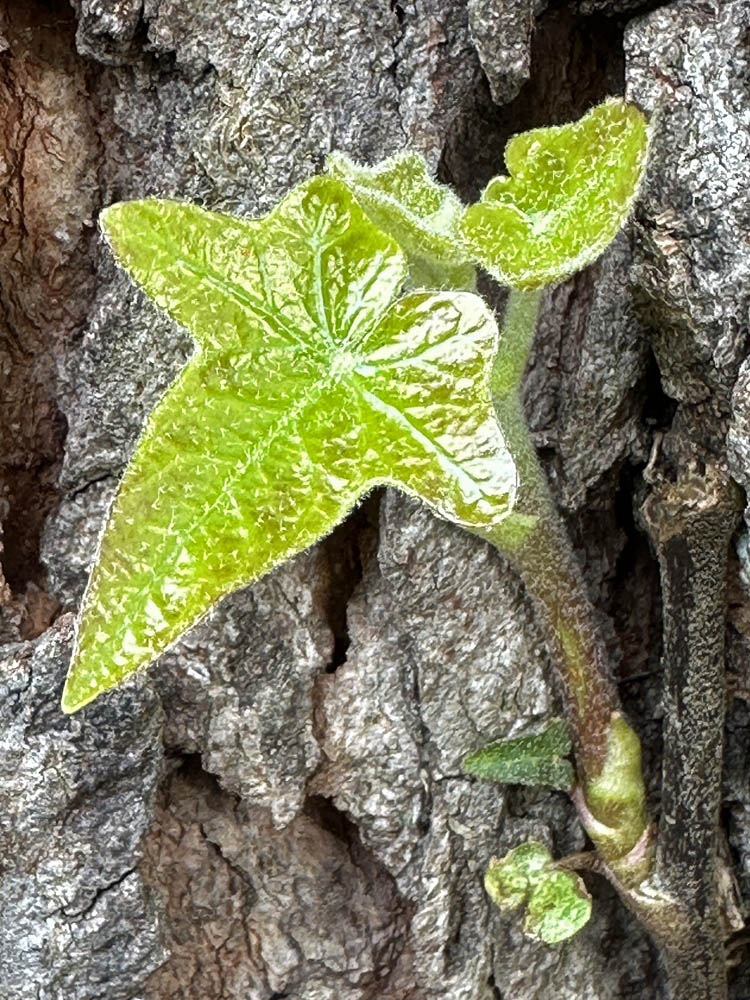 Invasive English ivy climbing native Prunus serotina (black cherry).