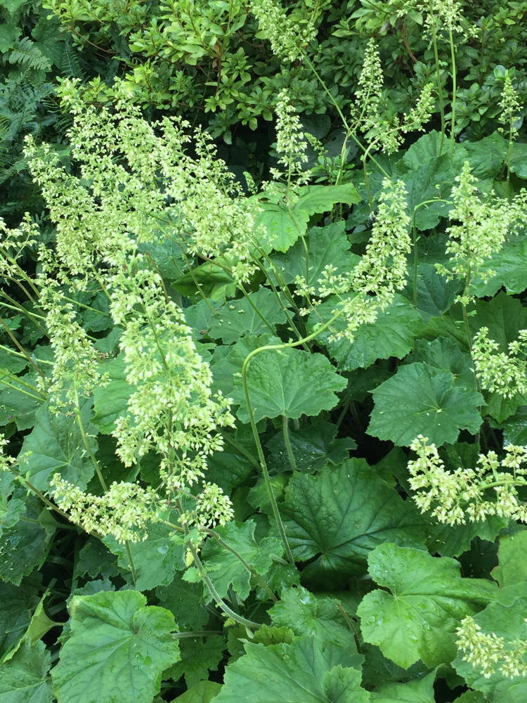 ‘Autumn Bride’ has especially showy flowers.