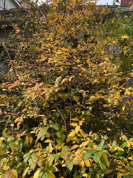 Full-sized Virginia Sweetspire shrub in fall