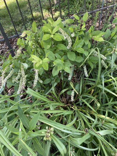 Diminutive ‘Scentlandia’ cultivar