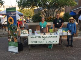 Old Town Plant Clinic
