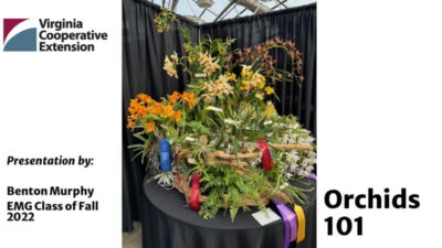 Orchids 101 Title Slide
