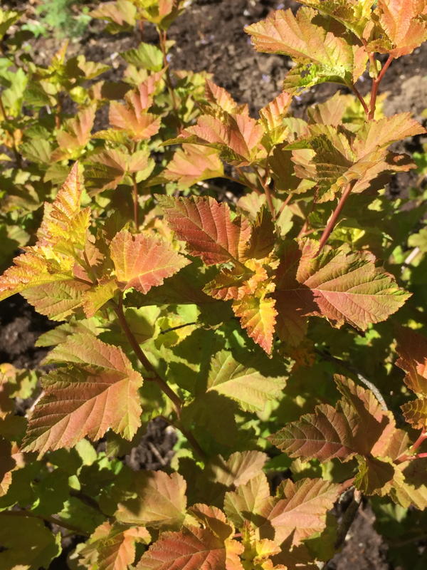 Attractive colorful foliage of ‘Amber Jubilee’ cultivar won’t support caterpillars