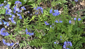 Polemonium reptans, Jacob’s Ladder, Greek Valerian in April