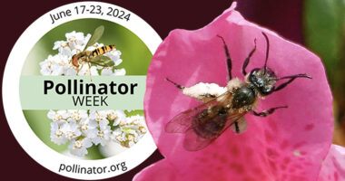 Pollinator Week Part 1. Climate: specialist azalea miner bee.