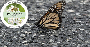 Pollinator Week Part 2. Impervious Surfaces: monarch butterfly standing on asphalt