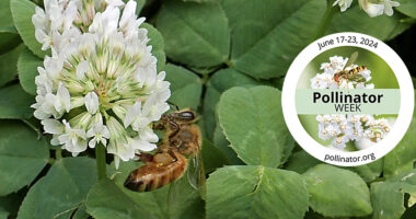 Pollinator Week Part 3. Lawns: European honey bee of white clover.